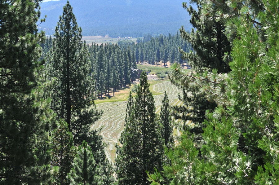 Sierra Valley Alfalfa